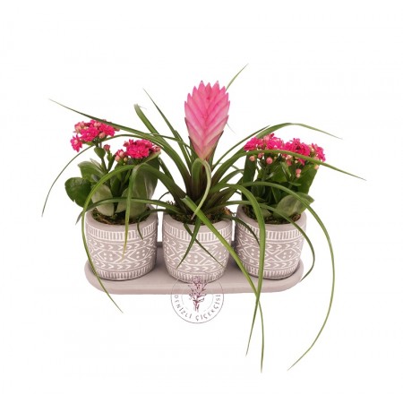 Tillandsia ve Kalanşo Seti